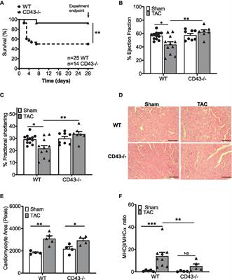 Sialomucin CD43 Plays a Deleterious Role in the Development of Experimental Heart Failure Induced by Pressure Overload by Modulating Cardiac Inflammation and Fibrosis